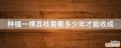 种植一棵荔枝需要多少年才能收成