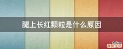 腿上长红颗粒是什么原因