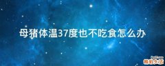 母猪体温37度也不吃食怎么办