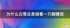 为什么白鹭总是缩着一只脚睡觉