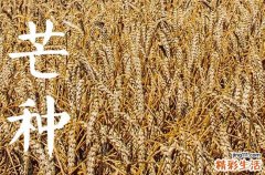 今年几月份芒种2023 2023年芒种是什么时候