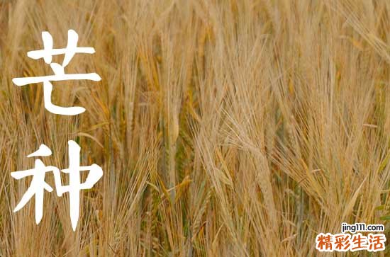 2023年芒种一共几天 2023年芒种的具体时间