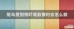 鸵鸟受到惊吓或敌害时会怎么做