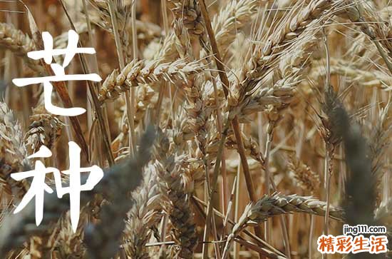 2023芒种是几月几号 2023年多少号芒种