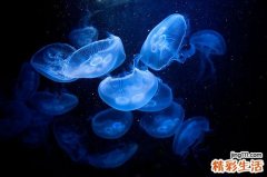 备孕期怎么可以早早知道怀孕