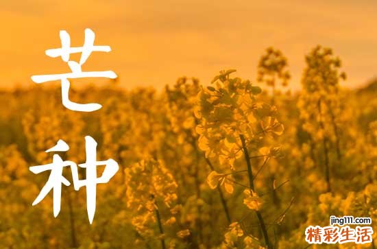 2023年芒种结婚好吗 2023年芒种适不适合结婚