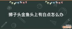 狮子头金鱼头上有白点怎么办