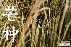 2023芒种是黄道吉日吗 2023芒种是好日子吗