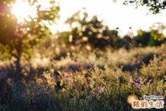 哪些水果升糖指数低