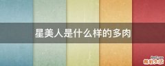 星美人是什么样的多肉