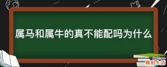 属马和属牛的真不能配吗为什么