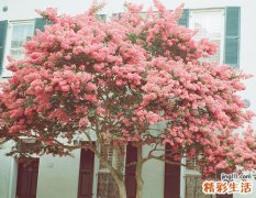 2 柠檬蜂蜜水的做法及作用功效