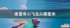 家里有小飞虫从哪里来