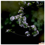 鲤鱼怎么做好吃 鲤鱼的做法大全