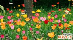 润肺止咳汤的做法