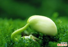 宝宝拉肚子期间适合吃什么食物