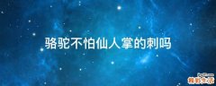 骆驼不怕仙人掌的刺吗