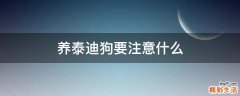 养泰迪狗要注意什么