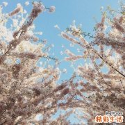 女人秋天喝什么茶最好养生