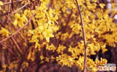 肠胃不好夏天吃什么