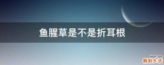 鱼腥草是不是折耳根