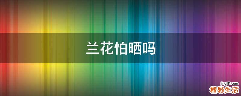兰花怕晒吗
