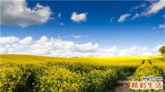 皂荚的功效与作用_皂荚的药用价值