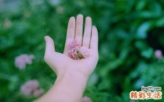 肝硬化晚期会传染吗