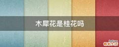 木犀花是桂花吗