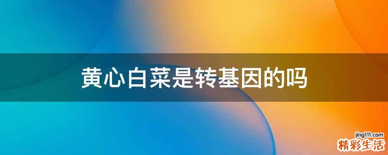 黄心白菜是转基因的吗