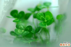 小儿手足口病的症状