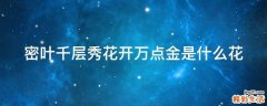 密叶千层秀花开万点金是什么花
