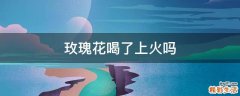 玫瑰花喝了上火吗