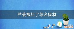 芦荟根烂了怎么拯救