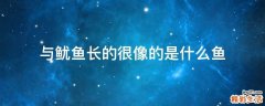 与鱿鱼长的很像的是什么鱼