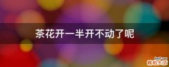 茶花开一半开不动了呢