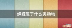 蝾螈属于什么类动物