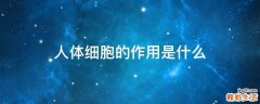 人体细胞的作用是什么