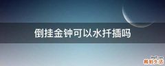 倒挂金钟可以水扦插吗