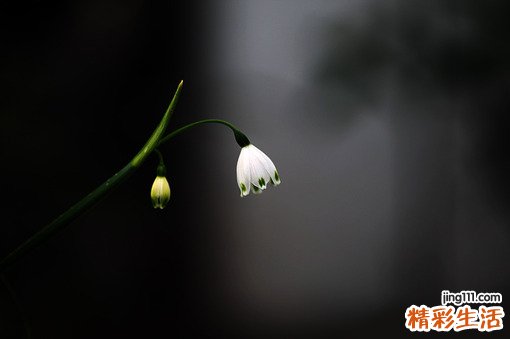 合欢是什么