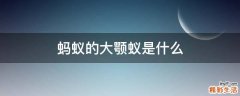 蚂蚁的大颚蚁是什么