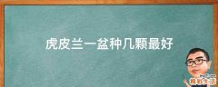 虎皮兰一盆种几颗最好