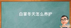 白掌冬天怎么养护