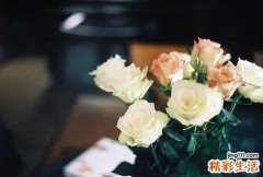 椒目的功效与作用_椒目的药用价值