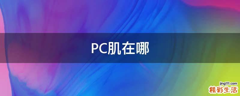 PC肌在哪