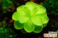 女生怎样锻炼背部