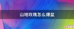 山地玫瑰怎么爆盆