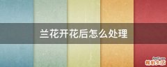 兰花开花后怎么处理