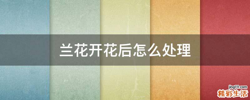 兰花开花后怎么处理