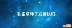 孔雀草种子发芽快吗